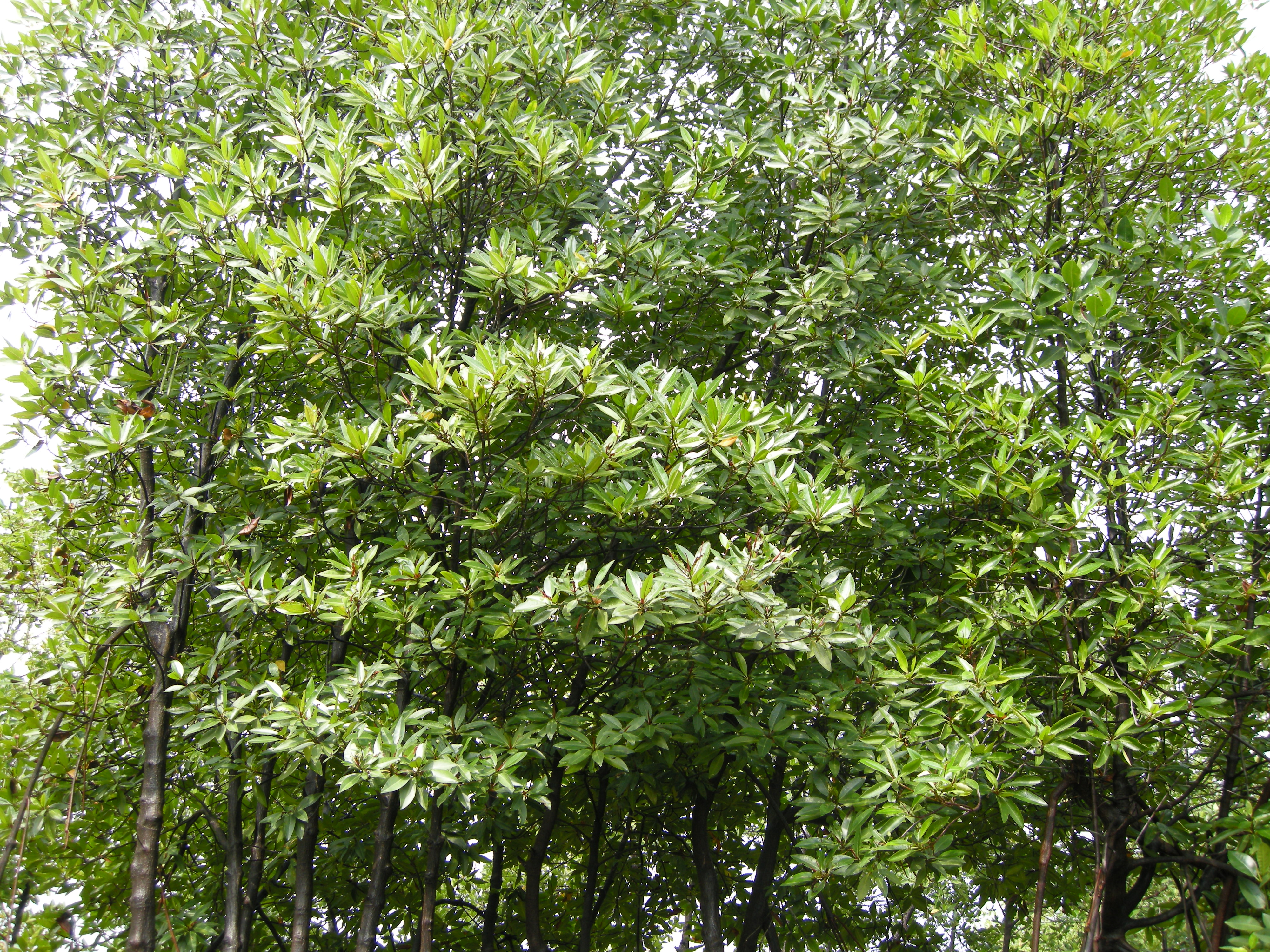 Rhizophora apiculata