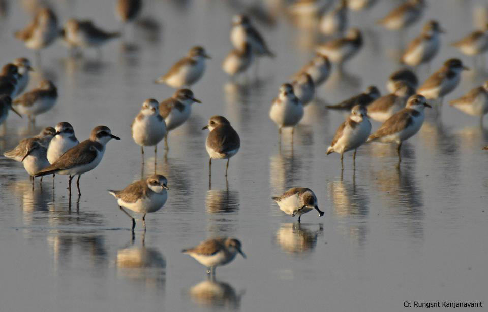 Spoon-billed sandpiper