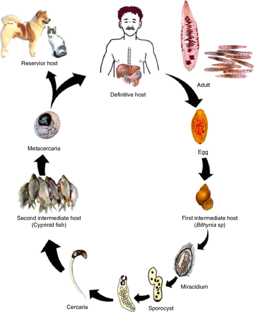 liver fluke